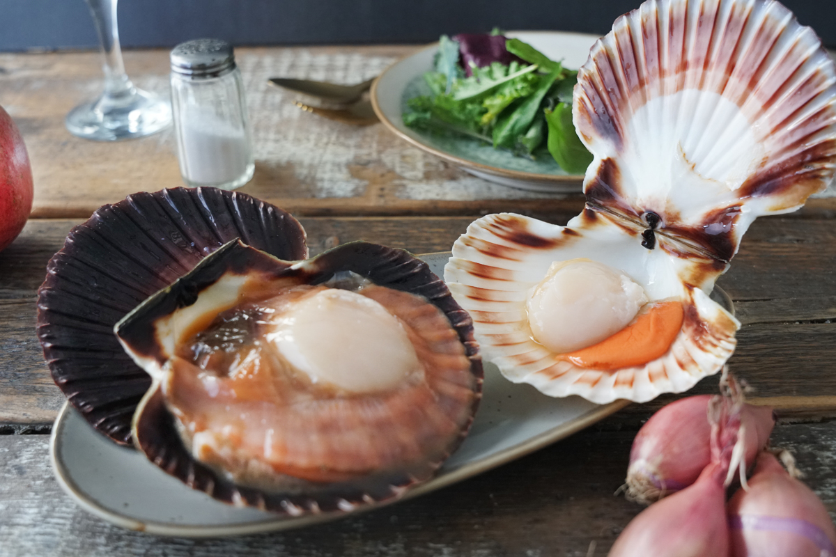 2 ganze Jakobsmuscheln mit Corail - in Schale, roh