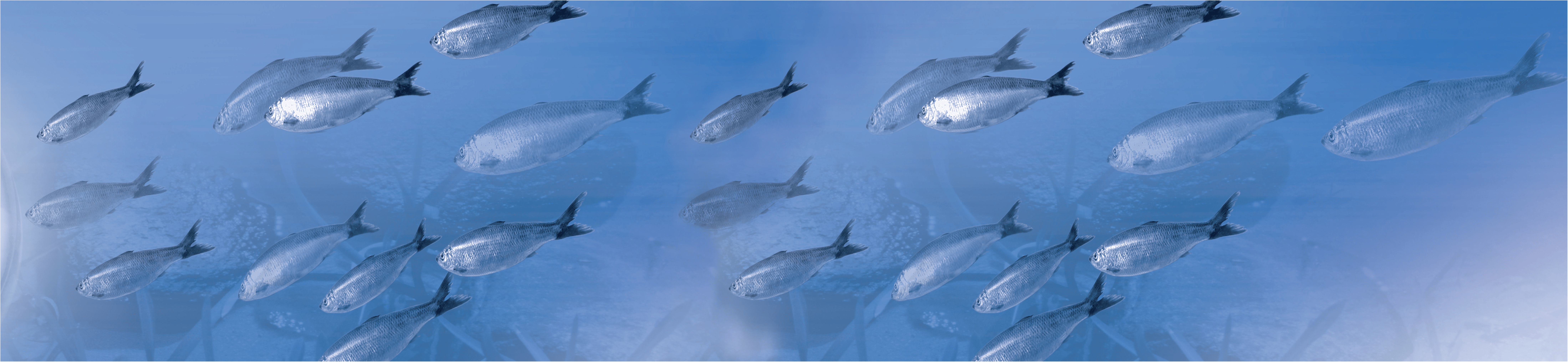 fokken und muller fisch fische hintergrund-1