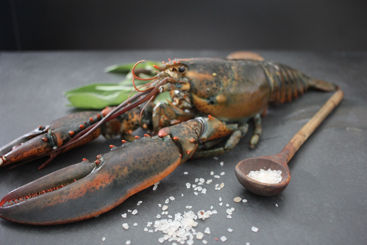 Fillet Hummer Hummer roh gefrostet online kaufen | send a fish