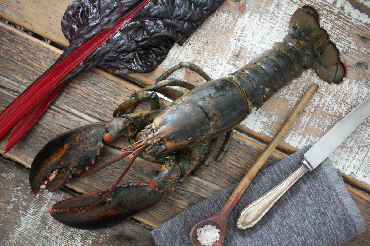 Ganzer-Hummer-roh-online-bestellen Ganzer Hummer roh