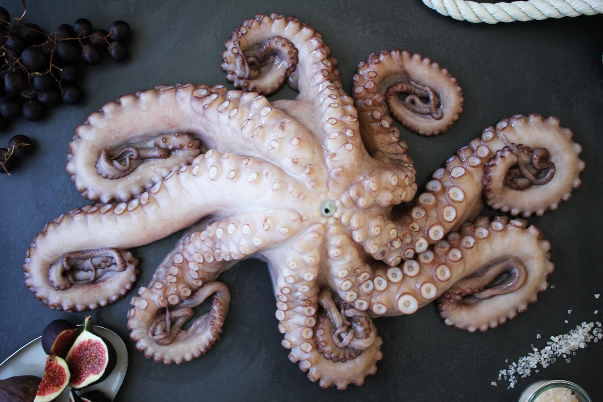 Oktopus ganz