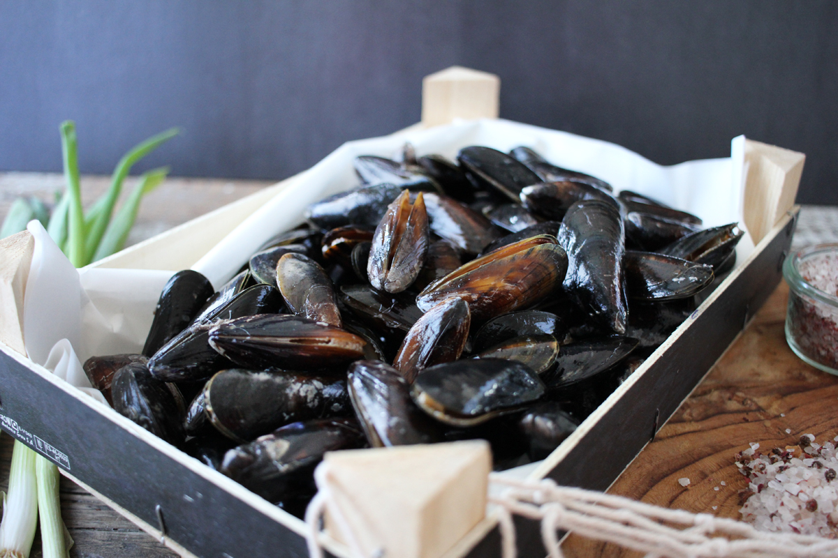 Miesmuscheln L