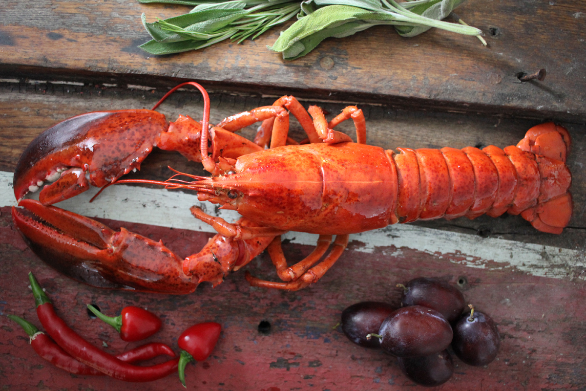 Ganzer Hummer gekocht
