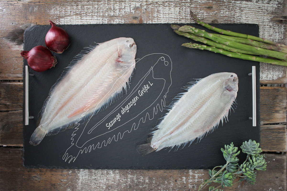 Seezunge-Gruppenfoto-Grosse-L Seezunge abgezogen