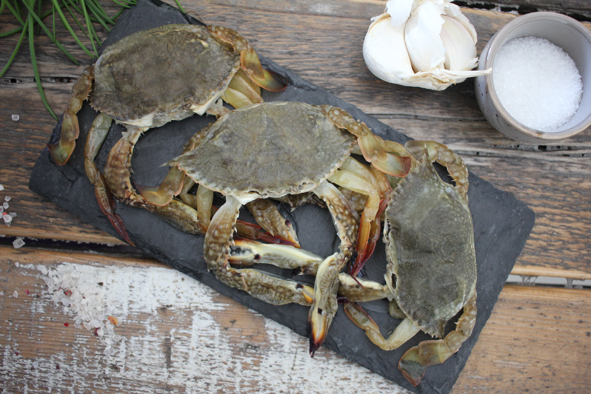 Blaukrabbe-Softshellcrab-online-bestellen Blaukrabbe Softshellcrab