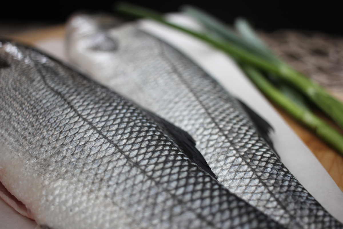 Wolfsbarsch Loup de mer geschuppt